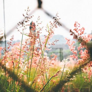 pink petaled flower outside chain link fence