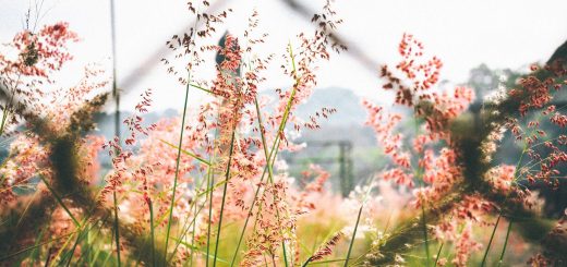 pink petaled flower outside chain link fence